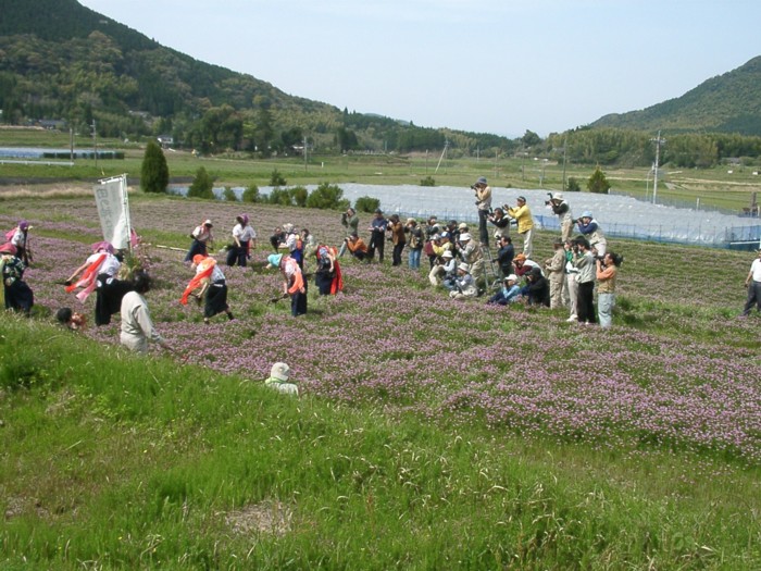 レンゲ草の咲く田んぼでの田の神舞い（メイン）