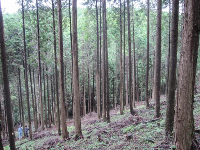 間伐（トヨタ車体H23認証）