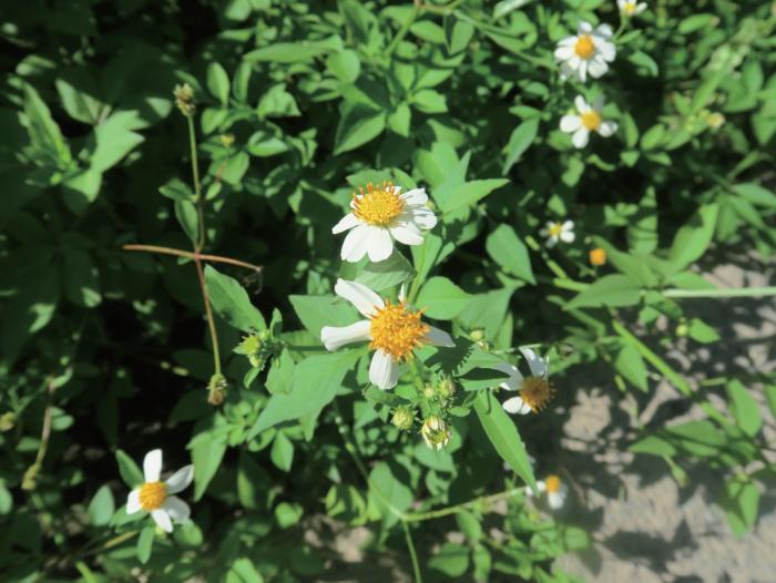 写真データ（センダングサ類）