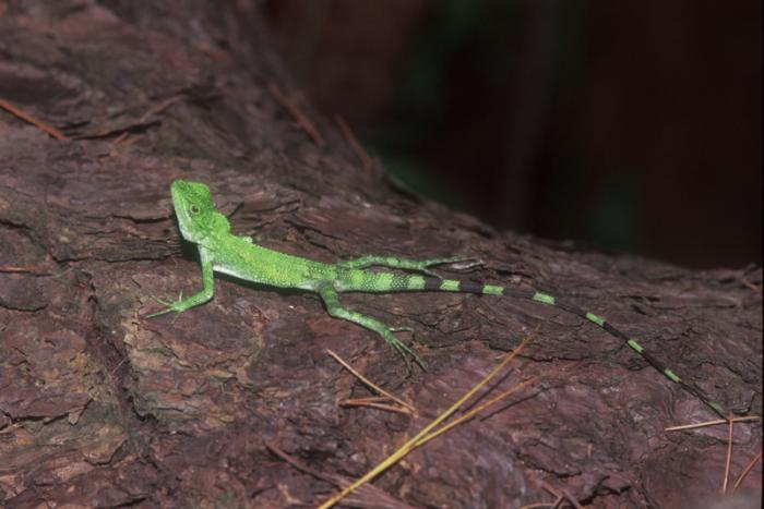 キノボリトカゲ写真データ