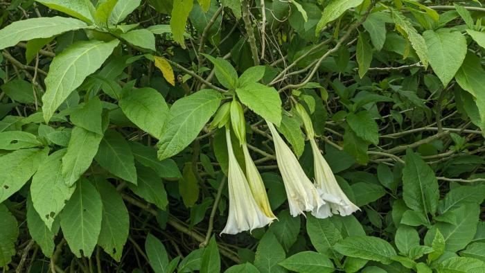 キダチチョウセンアサガオ04