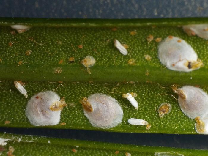 ソテツシロカイガラムシ(マイクロスコープ)