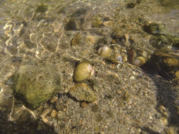 タイワンシジミ種群