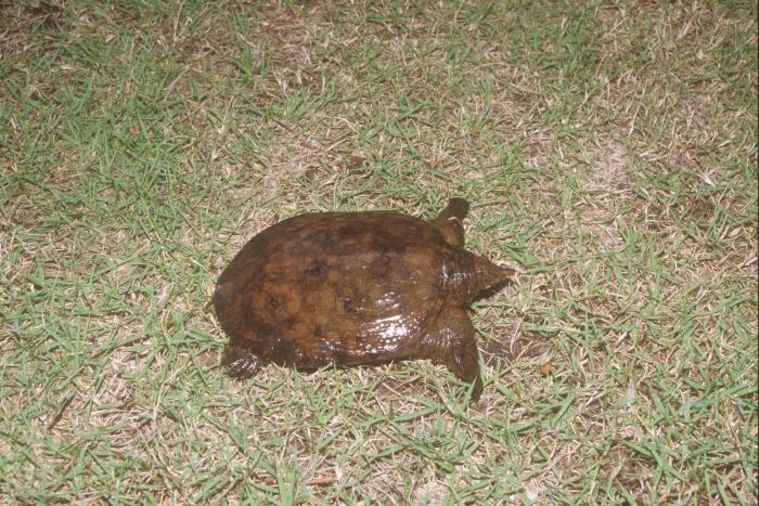 スッポン鹿児島市