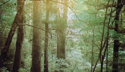 屋久島の原生林内