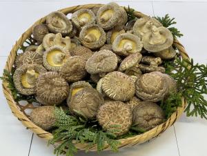 原木乾しいたけ