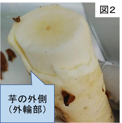図2キャサバイモ外輪部