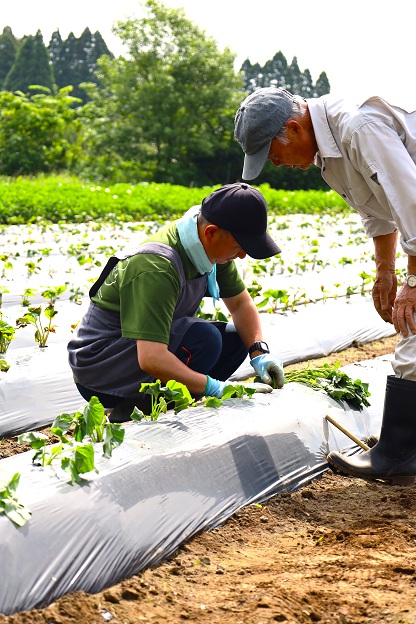 この植え方で大丈夫？