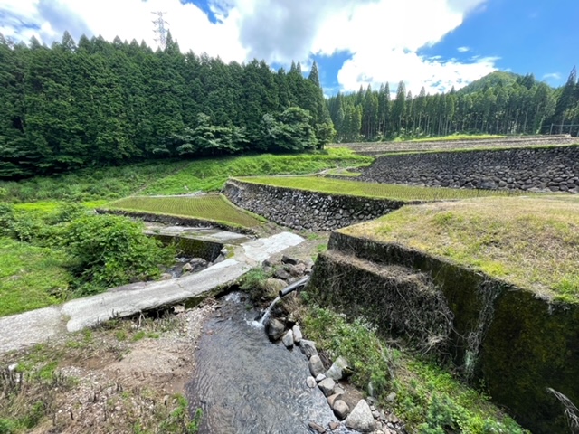 幸田の棚田2