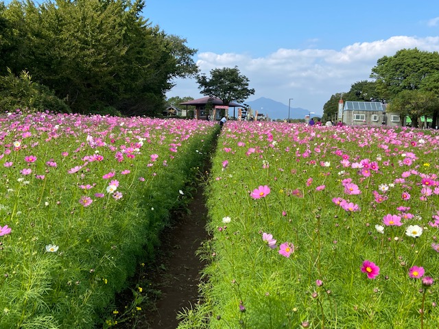 コスモスの迷路