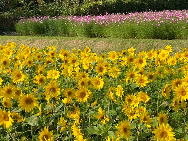 ひまわりこすもす