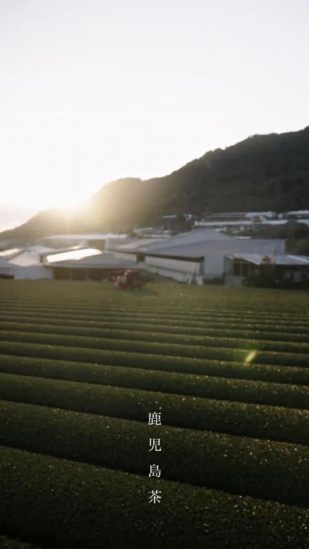 かごしま茶