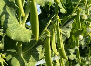 スナップえんどう