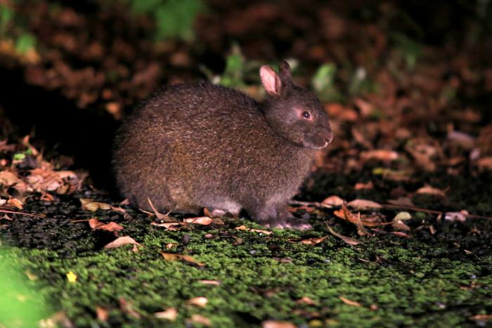 アマミノクロウサギ