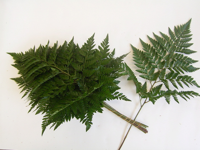 レザーリーフファン