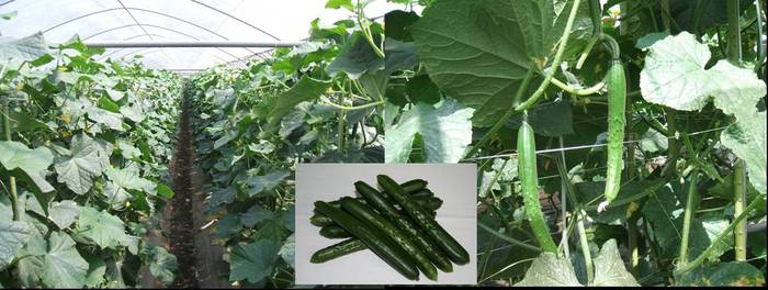 東串良のきゅうり