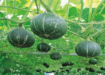 栽培中のかぼちゃ