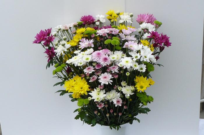 そお・かのやのスプレーギク（全体）