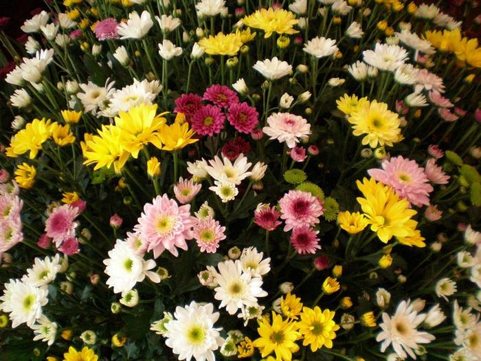 そお・かのやのスプレーギク