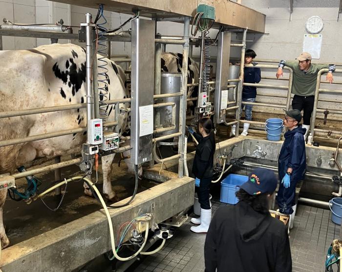 パーラーでの搾乳