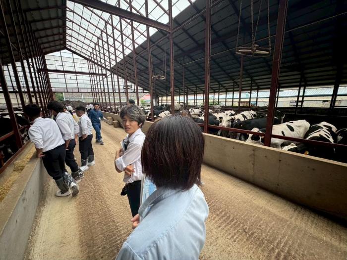 ホルスタイン肥育