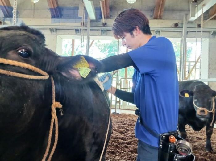 肥育牛のエコー調査（肉用牛研究室）