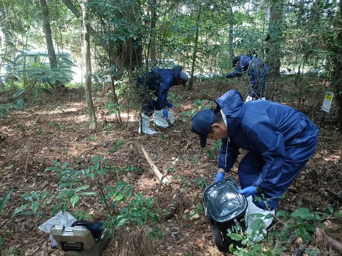 豚熱ワクチンの散布様子
