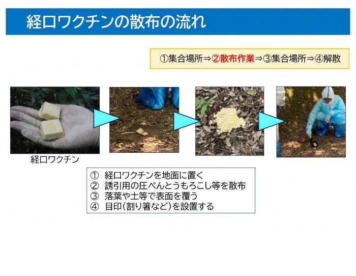 経口ワクチン散布の流れ
