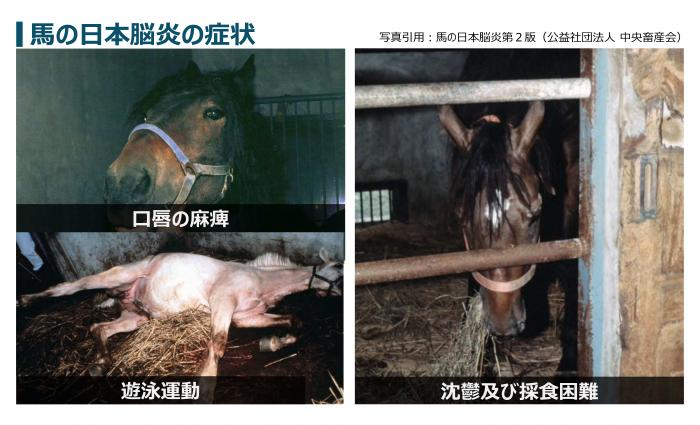 参照 馬のワクチン接種