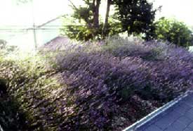 ラベンダーとクマザサによる屋根緑化