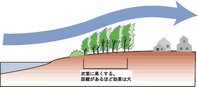 海風を緩和する防風林