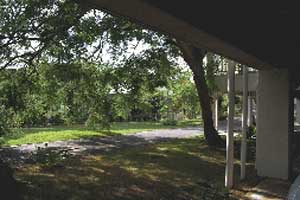 影をつくるアカギの大木