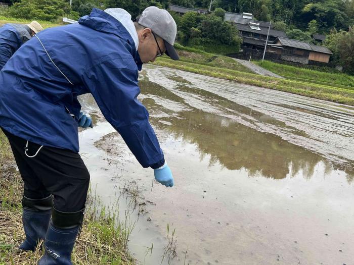  タニシ剤散布