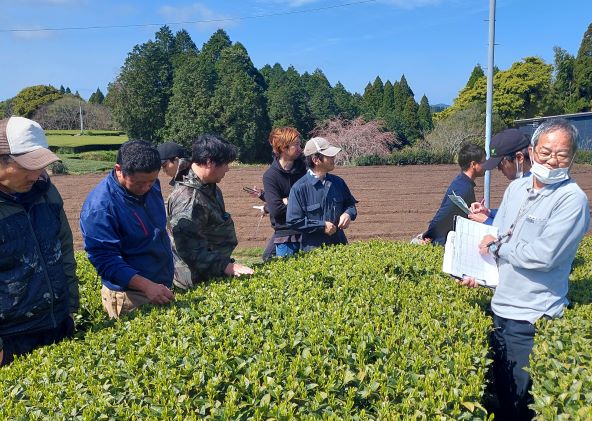 お茶写真（4月ミニ情報）