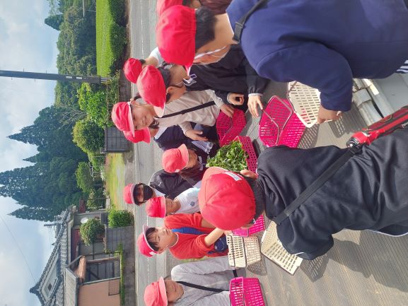 お茶写真（5月ミニ情報）