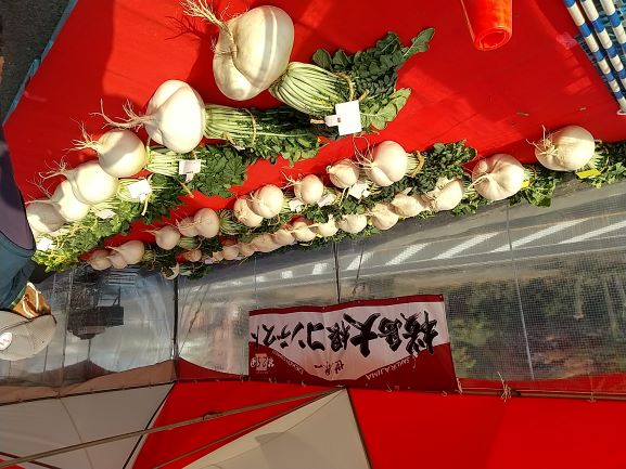 大根写真（1月）