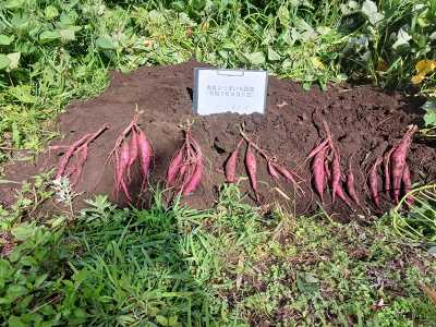 焼酎用さつまいも試し堀り