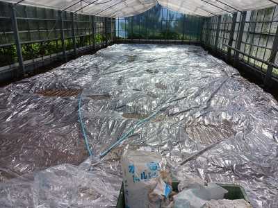 育苗ハウスの糖含有珪藻土による消毒