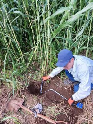 スーダングラス