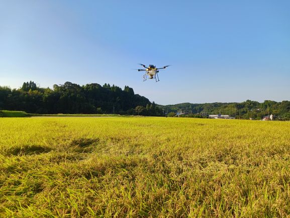 イタリアン播種1