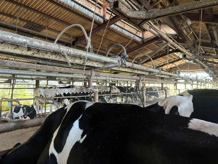 フェアリーピンク