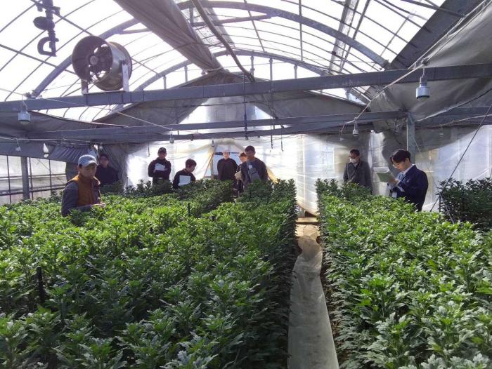 輪ギクほ場現地検討