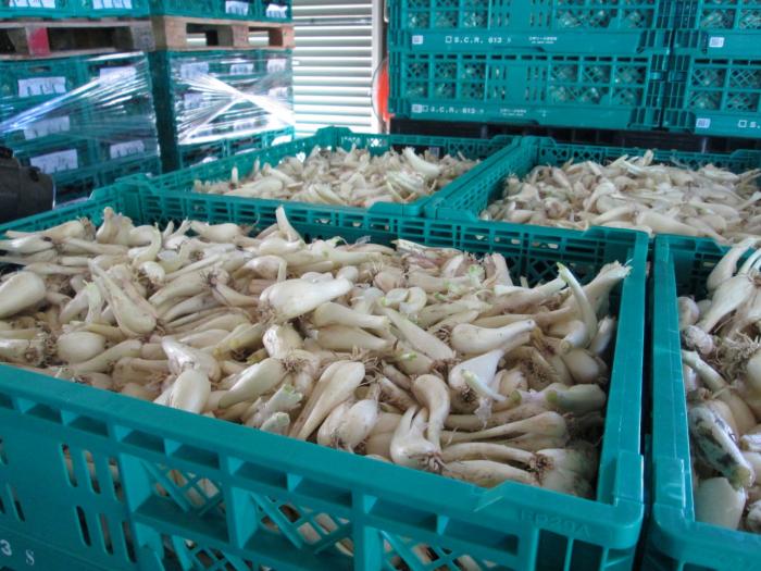 らっきょうコンテナ