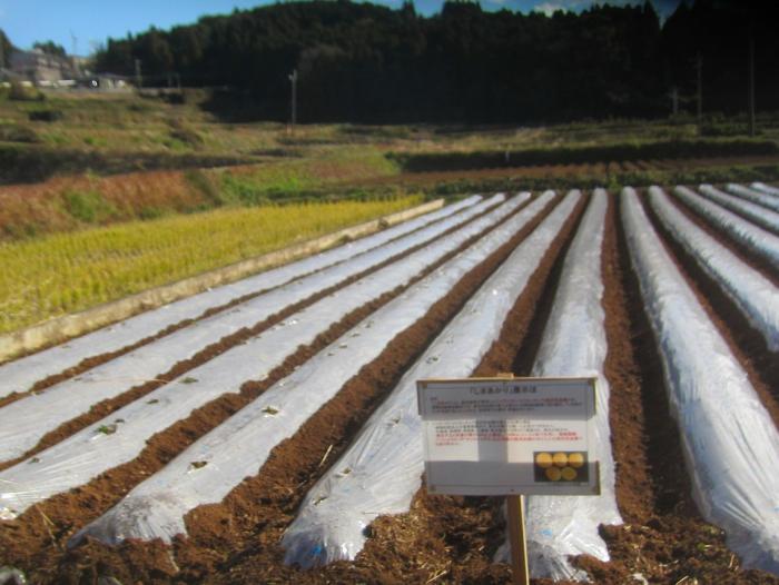 しまあかり推進