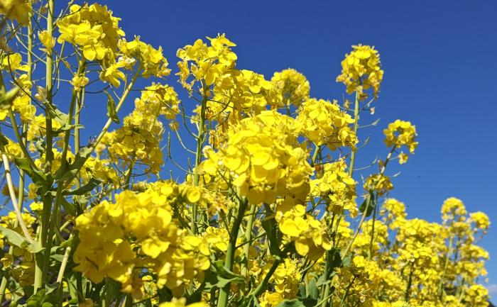 菜の花