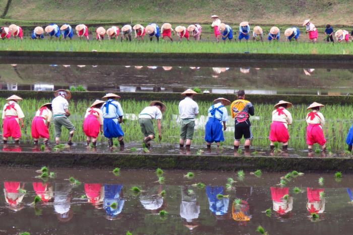 霧島神宮御田植え祭