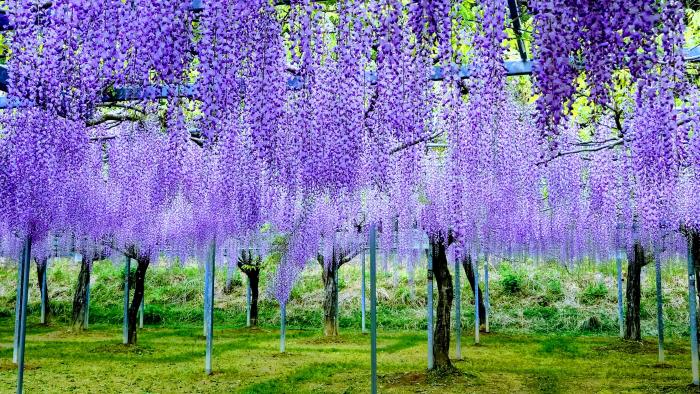 01 藤棚紫（引き）