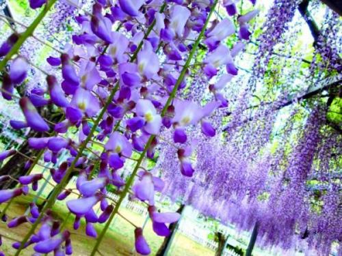  02 藤紫（接写）4時03分