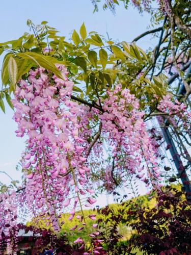 04 藤桃色（接写）4時03分