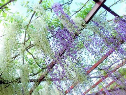 06 藤棚白・紫（引き）4時03分